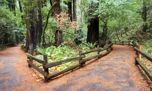 Muir Woods And Sausalito Tour With Bay Cruise
