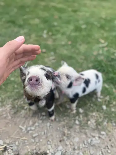 Lake Tekapo petting zoo