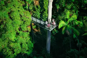 Explore Mt Tamborine day tour