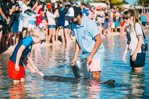 Monkey Mia Dolphin Spectacular Full Day Tour + Pink Lake Scenic Flight From Geraldton