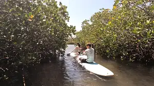 Noosa Stand Up Paddle & Mangrove Tunnel Tour