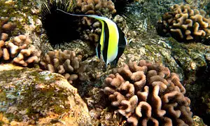 Big Island Morning Snorkel