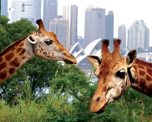 taronga zoo & whale watching cruise
