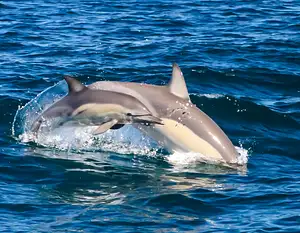 dolphin cruise deals