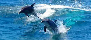 Port Stephen experience from Sydney with dolphin cruise & sand dunes