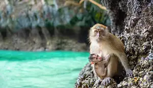 Phuket to Krabi Full Day Trip with Private Longtail Boat Tour in Phi Phi